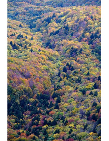 Automne dans le Vercors III en ligne