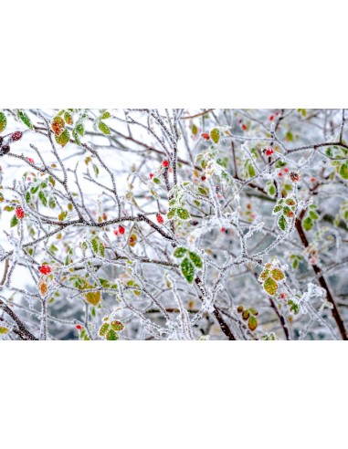 Givre s'inspire de l'anatomie humaine