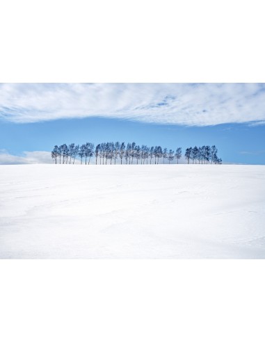 Les arbres d’Hokkaido (1/3) Amélioration de cerveau avec