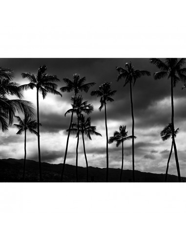 Volker Hansen - Palmscape Black & White plus qu'un jeu 