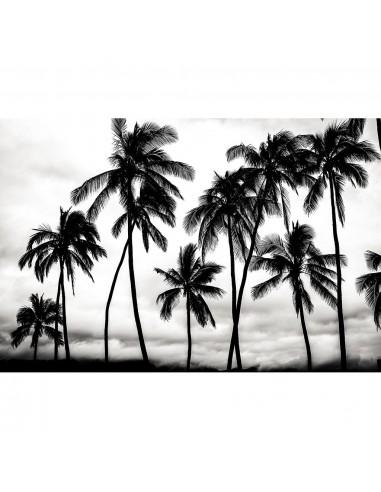 Volker Hansen - Palmscape Black & White II l'évolution des habitudes 